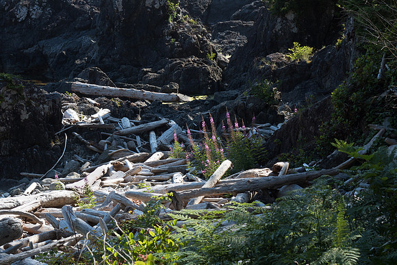 Pacific NW 2018