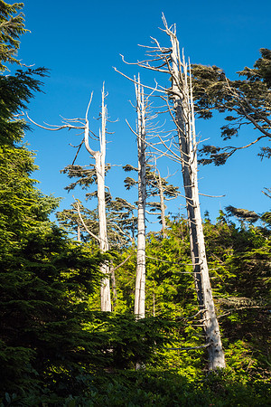 Pacific NW 2018