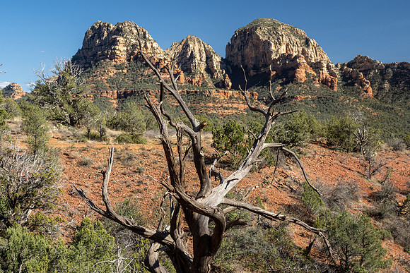 Arizona 2021