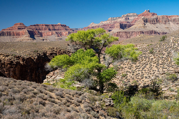 Arizona 2019
