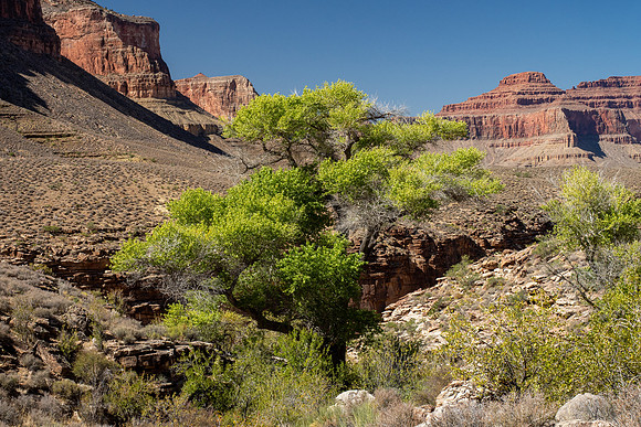 Arizona 2019