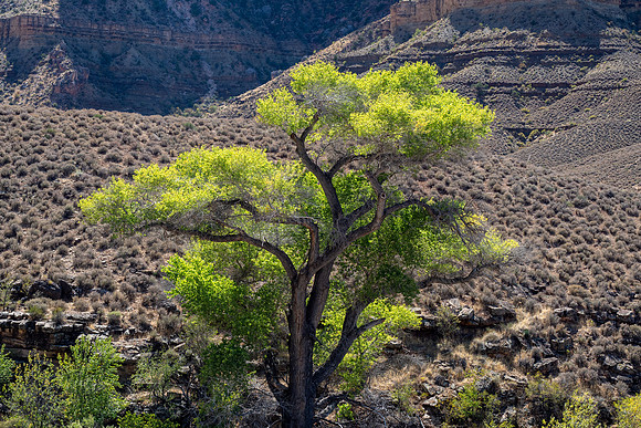 Arizona 2019