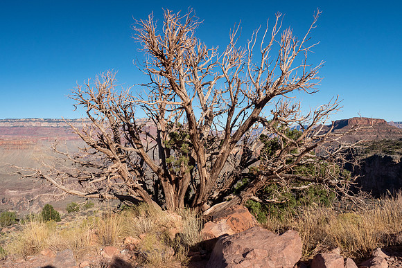 Arizona 2019