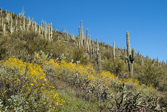 Arizona 2020