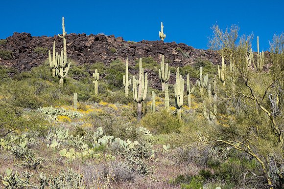 Arizona 2020