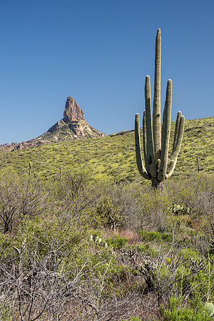 Arizona 2020