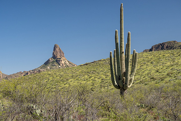 Arizona 2020
