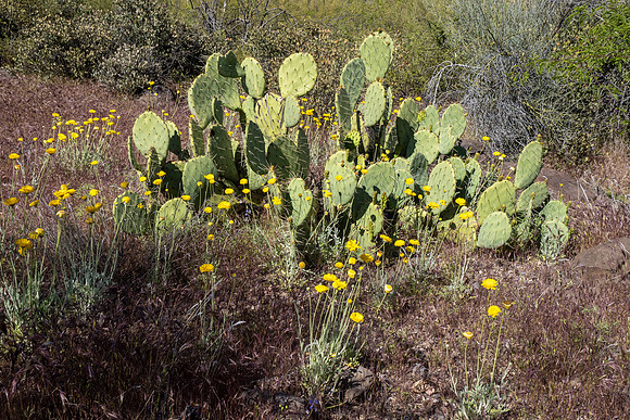 Arizona 2020