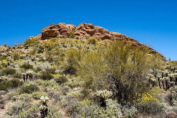 Arizona 2020