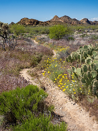 Arizona 2020