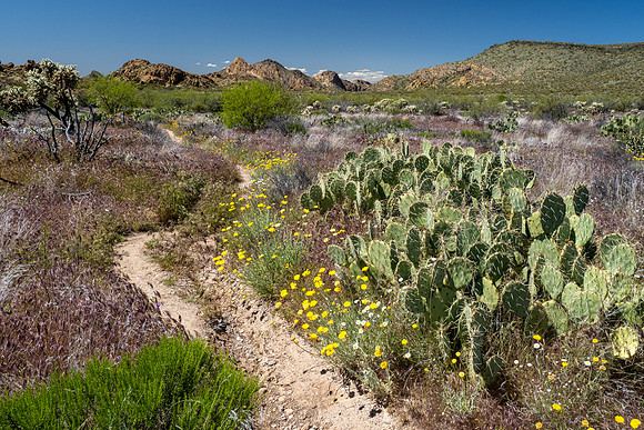 Arizona 2020