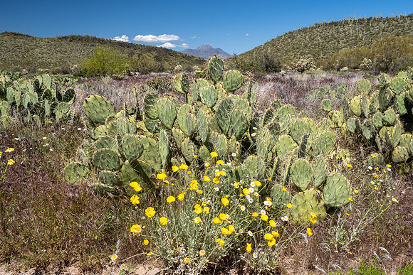 Arizona 2020