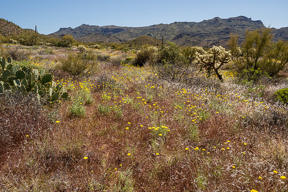 Arizona 2020
