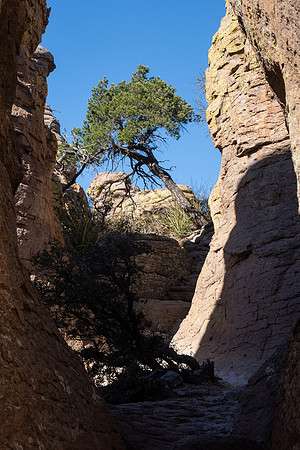 Arizona 2024