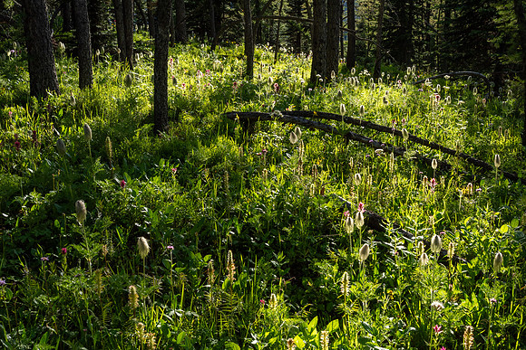 Banff National Park 2025