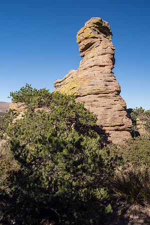 Arizona 2024