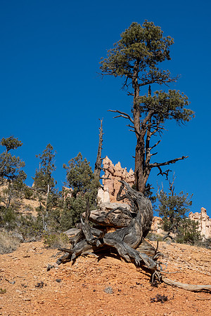 Bryce Canyon National Park 2022