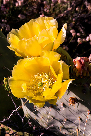 Arizona 2012 - Superstitions, Barkley Basin