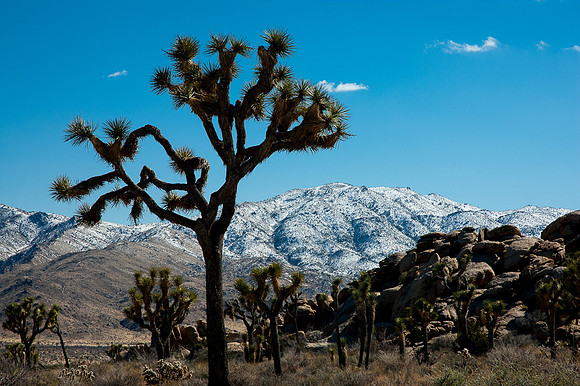 Joshua Tree National Park
