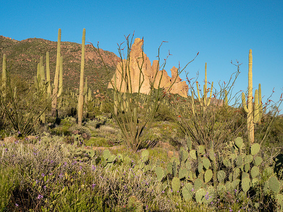 Arizona 2019