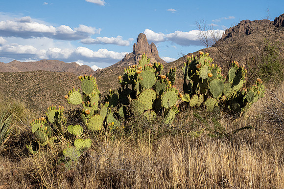 Arizona 2021