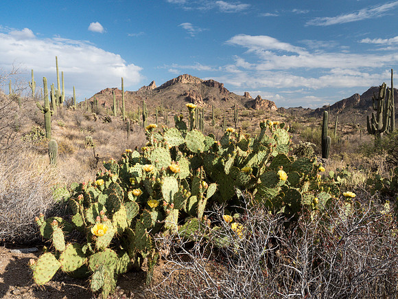 Arizona 2018