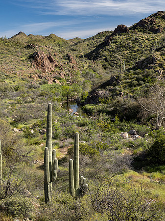 Arizona 2020