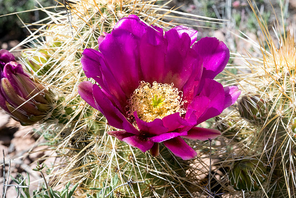 Arizona 2015 - Superstitions Ridge Hike (Mar)