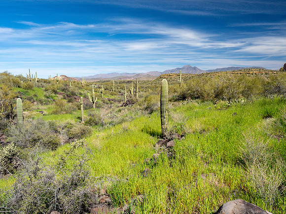 Arizona 2019