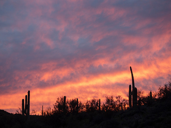 Arizona 2019