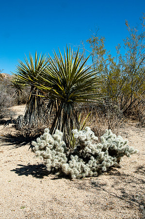 Joshua Tree National Park