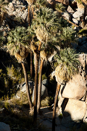 Joshua Tree National Park