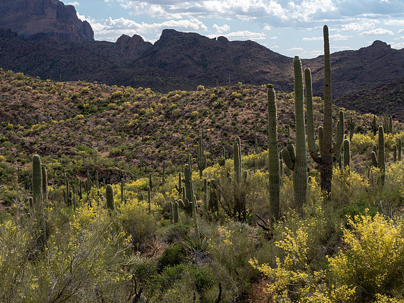 Arizona 2019