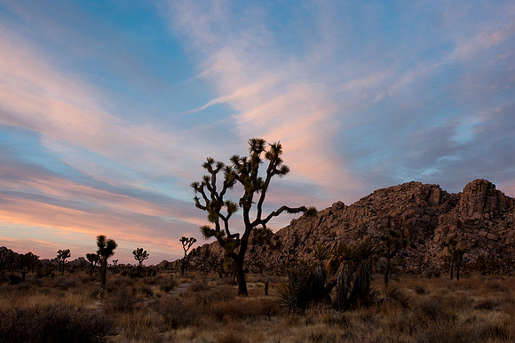 Joshua Tree National Park
