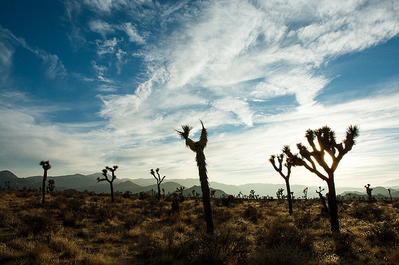 Joshua Tree National Park