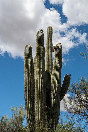 Arizona 2019