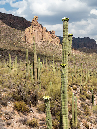 Arizona 2018