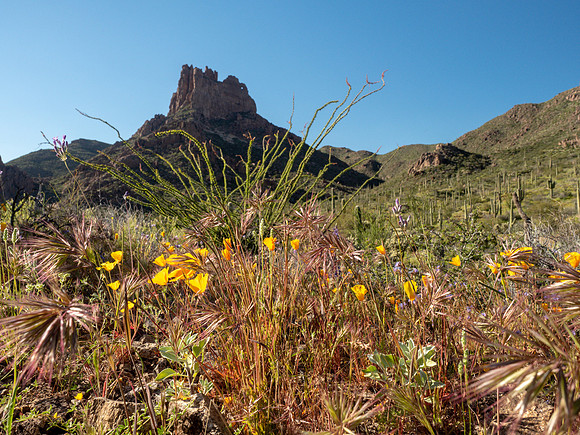 Arizona 2019