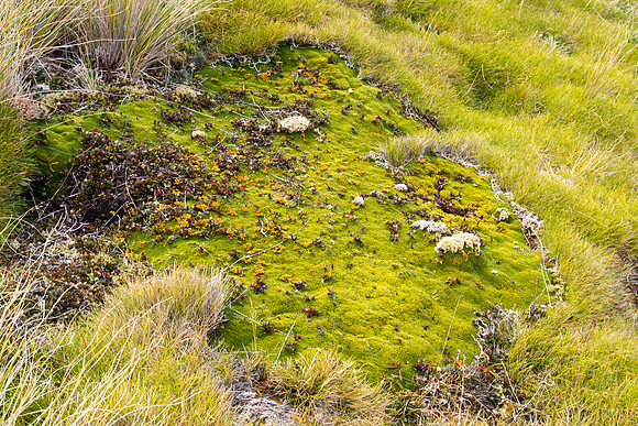New Zealand 2013