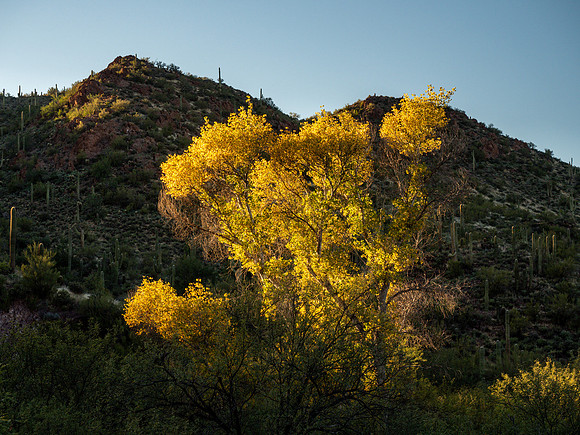 Arizona 2019