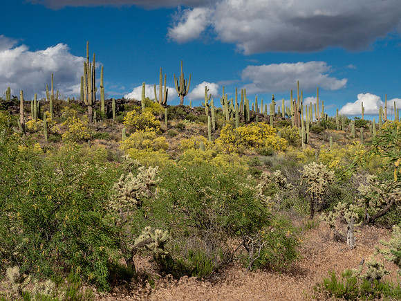 Arizona 2019