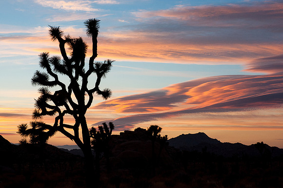 Joshua Tree National Park