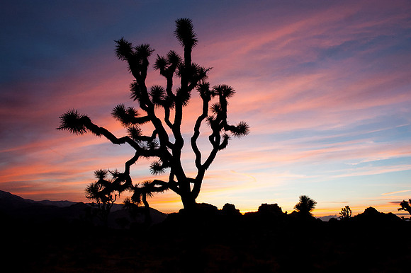 Joshua Tree National Park