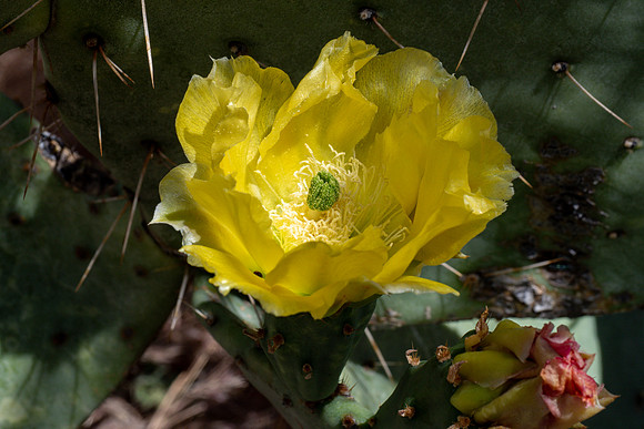 Arizona 2019