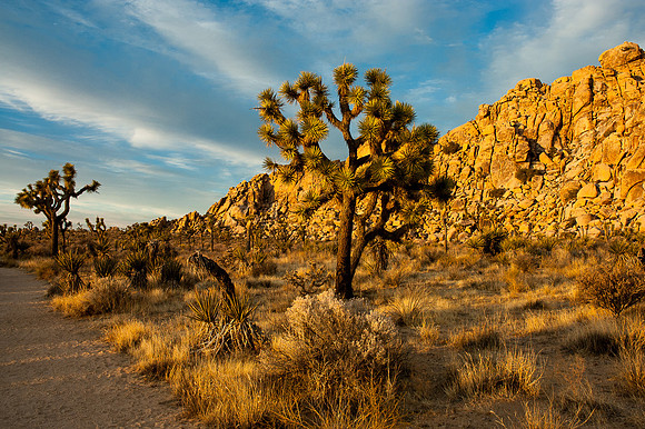 Joshua Tree National Park