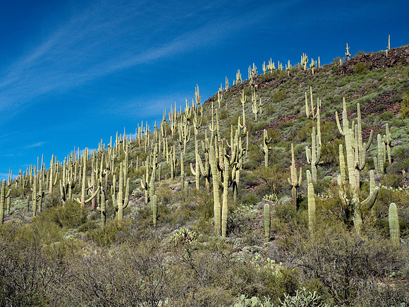 Arizona 2019