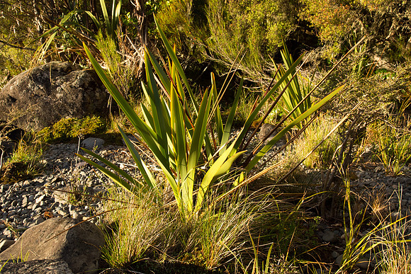 New Zealand 2013