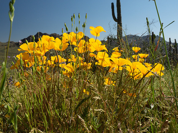 Arizona 2019