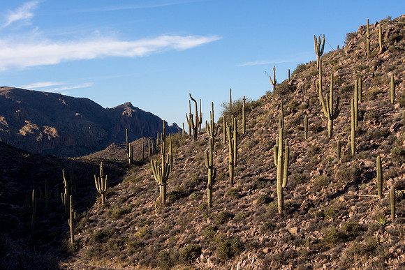 Arizona 2013 - Superstitions Hike Bluff Spring Loop