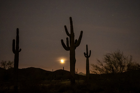 Arizona 2021